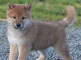 Chiots Shiba Inu LOF à vendre