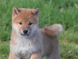 Chiots Shiba Inu LOF à vendre