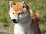 Etalon Shiba Inu roux LOF disponible pour saillie