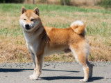 Etalon Shiba Inu roux LOF disponible pour saillie