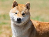 Etalon Shiba Inu roux LOF disponible pour saillie