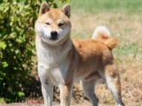 Etalon Shiba Inu roux LOF disponible pour saillie