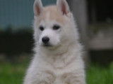 Chiots Husky Sib&eacute;rien LOF &agrave; vendre