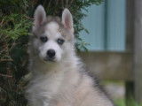 Chiots Husky Sib&eacute;rien LOF &agrave; vendre