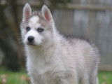 Chiots Husky Sib&eacute;rien LOF &agrave; vendre