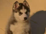 Chiots Husky Sib&eacute;rien LOF &agrave; vendre