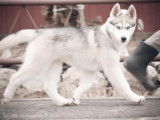 Etalon Husky Sib&eacute;rien LOF gris disponible pour saillie
