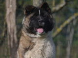 Chiots Akita Américain LOF à vendre