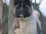 Chiots Akita Américain LOF à vendre