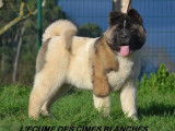 Chiots Akita Américain LOF à vendre