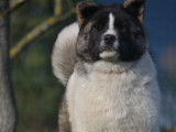 Chiots Akita Américain LOF à vendre