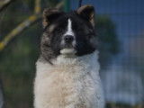Chiots Akita Américain LOF à vendre