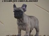Chiots Bouledogue Français LOF à vendre