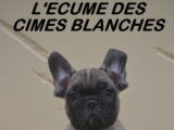 Chiots Bouledogue Français LOF à vendre