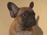 Chiots Bouledogue Français LOF à vendre