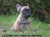 Chiots Bouledogue Français LOF à vendre