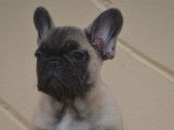 Chiot Bouledogue Fran&ccedil;ais LOF fauve &agrave; vendre
