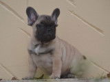 Chiot Bouledogue Fran&ccedil;ais LOF fauve &agrave; vendre