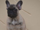 Chiot Bouledogue Fran&ccedil;ais LOF fauve &agrave; vendre
