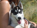 Etalon Husky Sibérien LOF disponible pour saillie