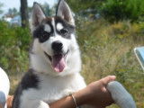 Etalon Husky Sibérien LOF disponible pour saillie