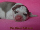 Chiots Husky Sibérien LOF à réserver