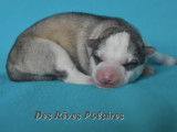Chiots Husky Sibérien LOF à réserver