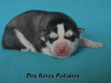 Chiots Husky Sibérien LOF à réserver