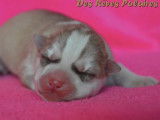 Chiots Husky Sibérien LOF à réserver