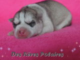 Chiots Husky Sibérien LOF à réserver