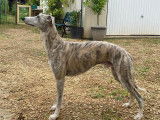 Whippet disponible pour saillie
