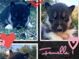 Chiots Husky Sibérien LOF à réserver
