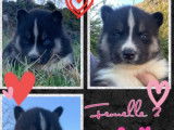 Chiots Husky Sibérien LOF à réserver