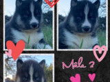 Chiots Husky Sibérien LOF à réserver