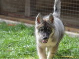 Etalon Husky Sibérien LOF disponible pour saillie