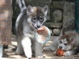 Etalon Husky Sibérien LOF disponible pour saillie