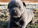 À réserver : trois chiots Staffie LOF
