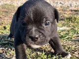 À réserver : trois chiots Staffie LOF