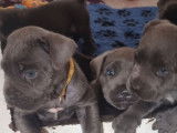 À réserver : trois chiots mâles Cane Corso bleus LOF