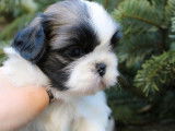 Des chiots Shih Tzu LOF à réserver