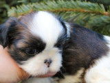 Des chiots Shih Tzu LOF à réserver