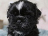 Des chiots Shih Tzu LOF à réserver