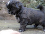 Des chiots Shih Tzu LOF à réserver