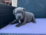 À réserver : un chiot mâle Staffie LOF bleu