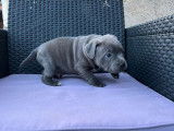 À réserver : un chiot mâle Staffie LOF bleu