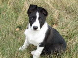 Un chiot Border Collie mâle noir et blanc à vendre d’octobre 2021 LOF