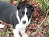 Un chiot Border Collie mâle noir et blanc à vendre d’octobre 2021 LOF