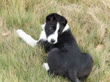 Un chiot Border Collie mâle noir et blanc à vendre d’octobre 2021 LOF