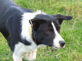 Un chiot Border Collie mâle noir et blanc à vendre d’octobre 2021 LOF