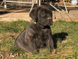 À vendre, 2 chiots Canes Corsos, 1 mâle noir et 1 femelle bringée, LOF